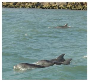 Delphine vor South Padre Island